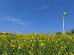 -杭州湾海上花田景区