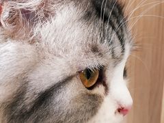 -飞行喵MR PILOT|猫舍·猫咖(静安大融城店)