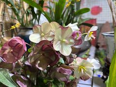 -朝来春花卉市场