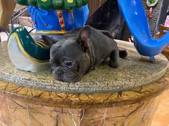 -more than meow吴止猫主题餐厅(承德 中船汇店)