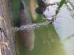 -蓝湾碧波·老字号·疍家非遗海上餐厅