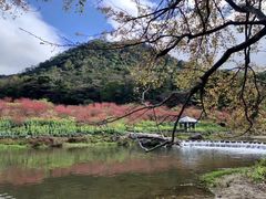 -广州市石门国家森林公园