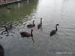 -五缘湾湿地公园
