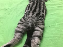 -纳吉亚猫专科动物医院博雅分院