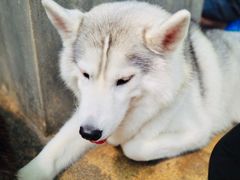 -TrueLove @ Neverland (Husky Cafe)