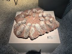 -浙江自然博物院(杭州馆)