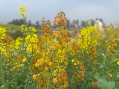 -三圣花乡旅游区