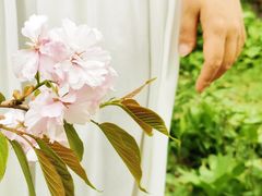 -长白岛森林公园