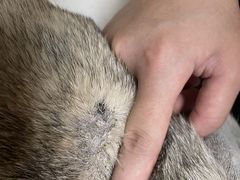 -关爱动物医院·心脏·中兽医·异宠(金牛路分院)