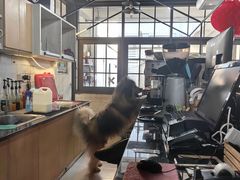 -Dog in Town Ekkamai