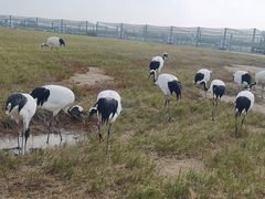 -盐城丹顶鹤湿地生态旅游区