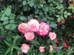 -人民公园(罗湖区)