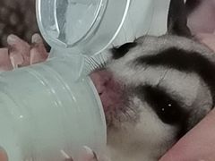 -爱侣宠医·鹦鹉专科·小型哺乳类·异宠专科(灵石路店)