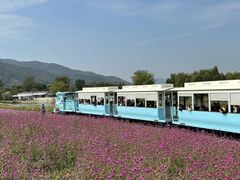 -径山花海