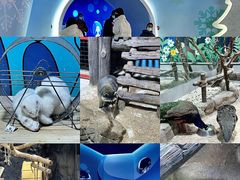 -海合安青岛极地海洋公园