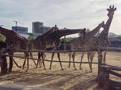 -杭州野生动物世界