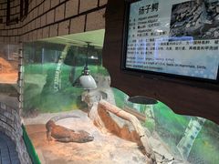 -上海大自然野生昆虫馆(东方明珠·爬宠昆虫探索中心)
