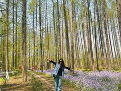 -黄海国家森林公园