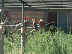 -新疆天山野生动物园