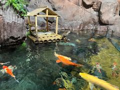 -上海海洋水族馆