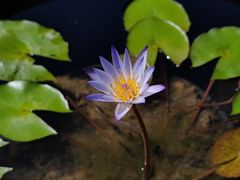-云溪植物园