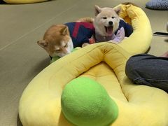 -逗柴咖啡屋·狗咖猫咖宠物桌游