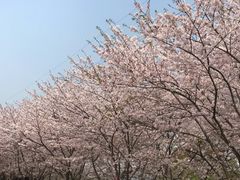 -高东镇樱花园