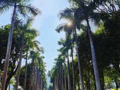 -香蜜公园