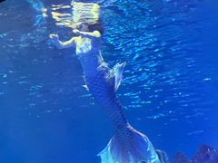 -芜湖新华联大白鲸海洋公园