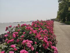 -上海滨江森林公园