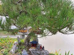-上海醉白池公园