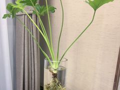 -新廊桥(原科华廊桥店)