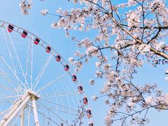 -顾村公园