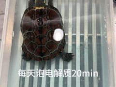 -悦宠动物医院(京丰分院)
