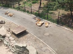 -大连森林动物园