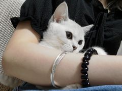 -lincat·猫舍(广州店)