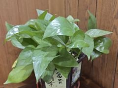 -顺兴老茶馆·精品川菜(世纪城店)