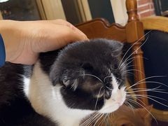 -猫小院猫主题餐厅(南锣旗舰店)