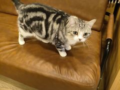 -MOCHA明星猫咖(田子坊店)