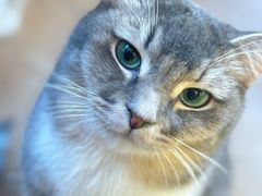 -MOCHA明星猫咖(田子坊店)