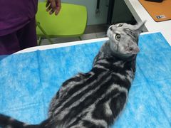 -纳吉亚猫专科动物医院博雅分院