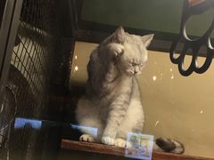 -猫咪博物馆(顶澳仔猫街店)