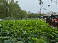 -莲花池公园