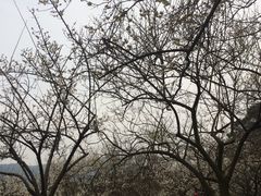 -香雪海