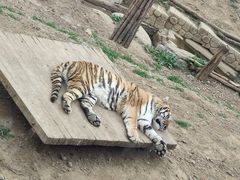 -大连森林动物园