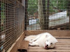 -宫城藏王狐狸村