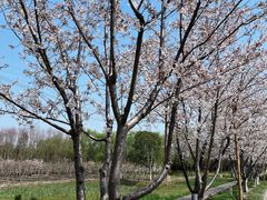 -长田漾湿地公园