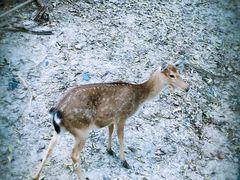 -清迈夜间动物园