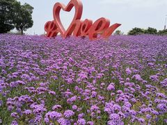 -西京湾花海