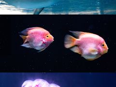 -海合安天津极地海洋公园